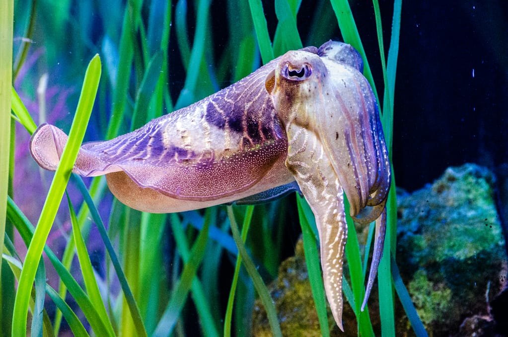 Close-up of a cuddlefish swimming between algae