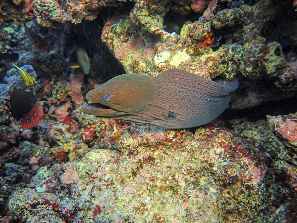 Image of a Moray eels