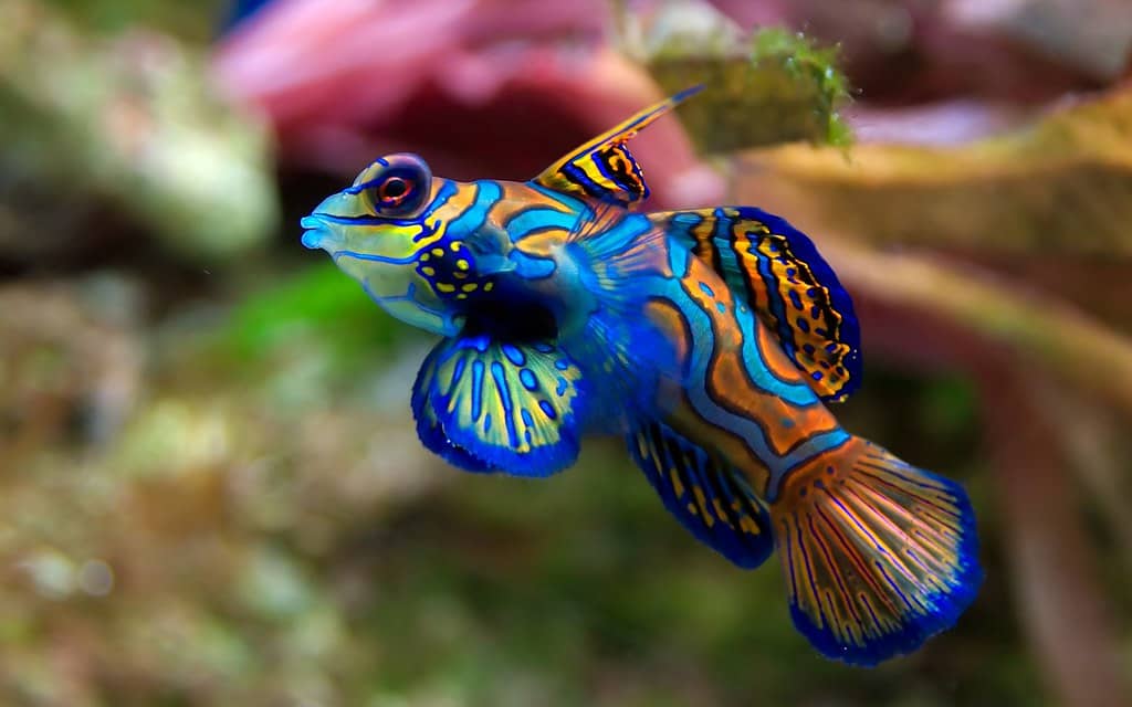 Rare Marine Animals for Underwater Photography - image of the mandarin fish