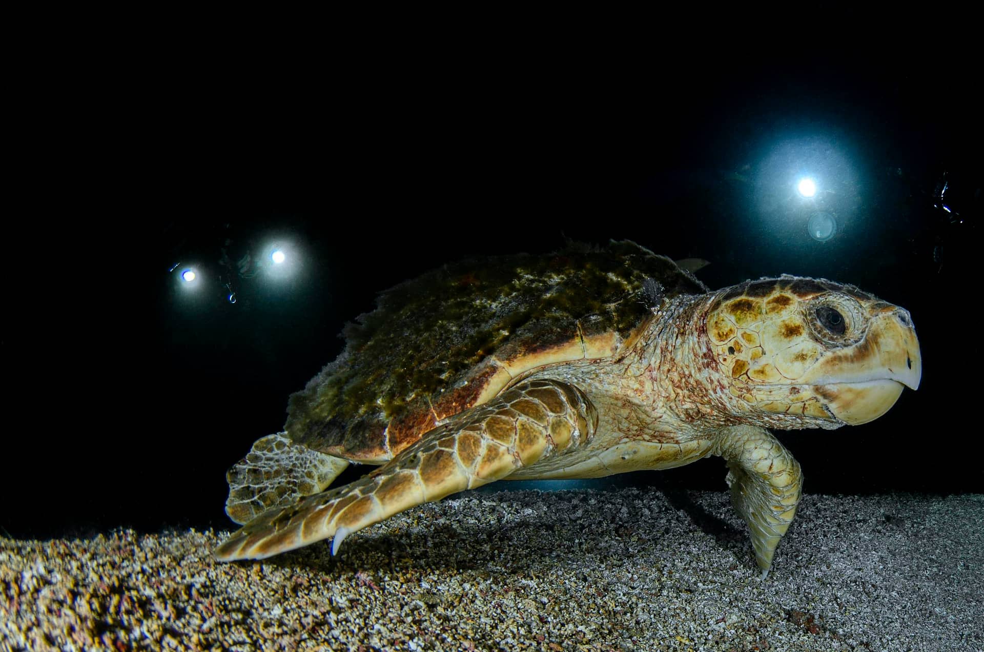 A Close-Up Shot of a Turtle