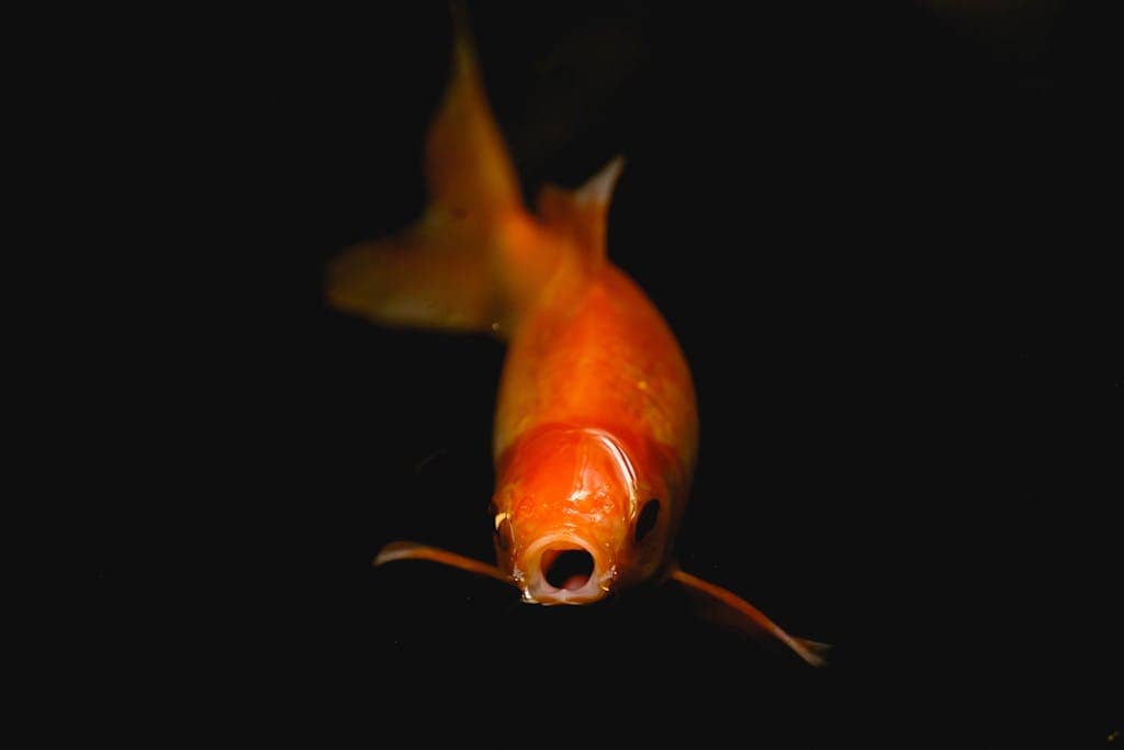 Close-up of an orange fish with an open mouth against a dark background.