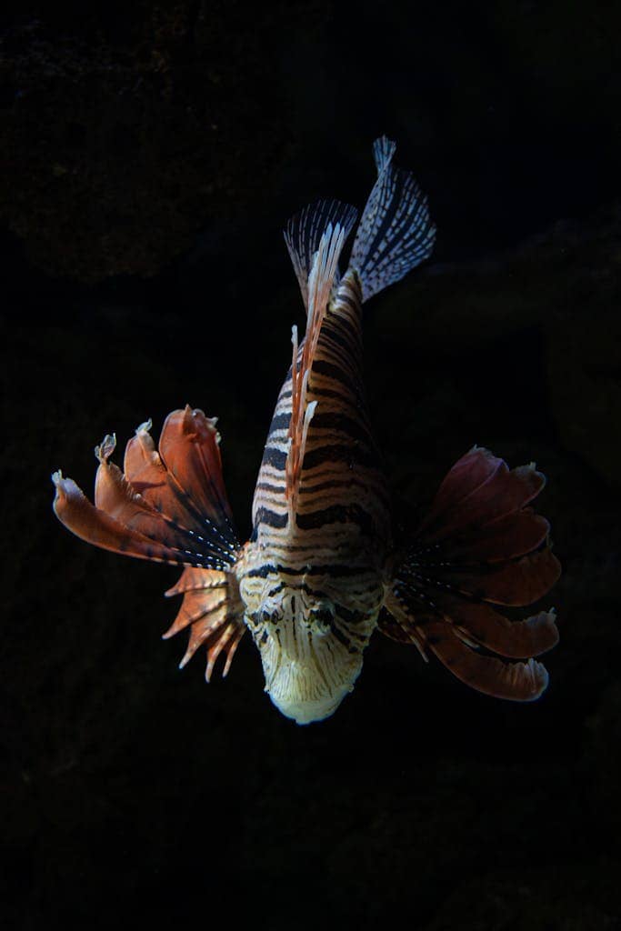 Close-up photo of Red Lionfish at night, highlighting its striped patterns and fins against a dark background.