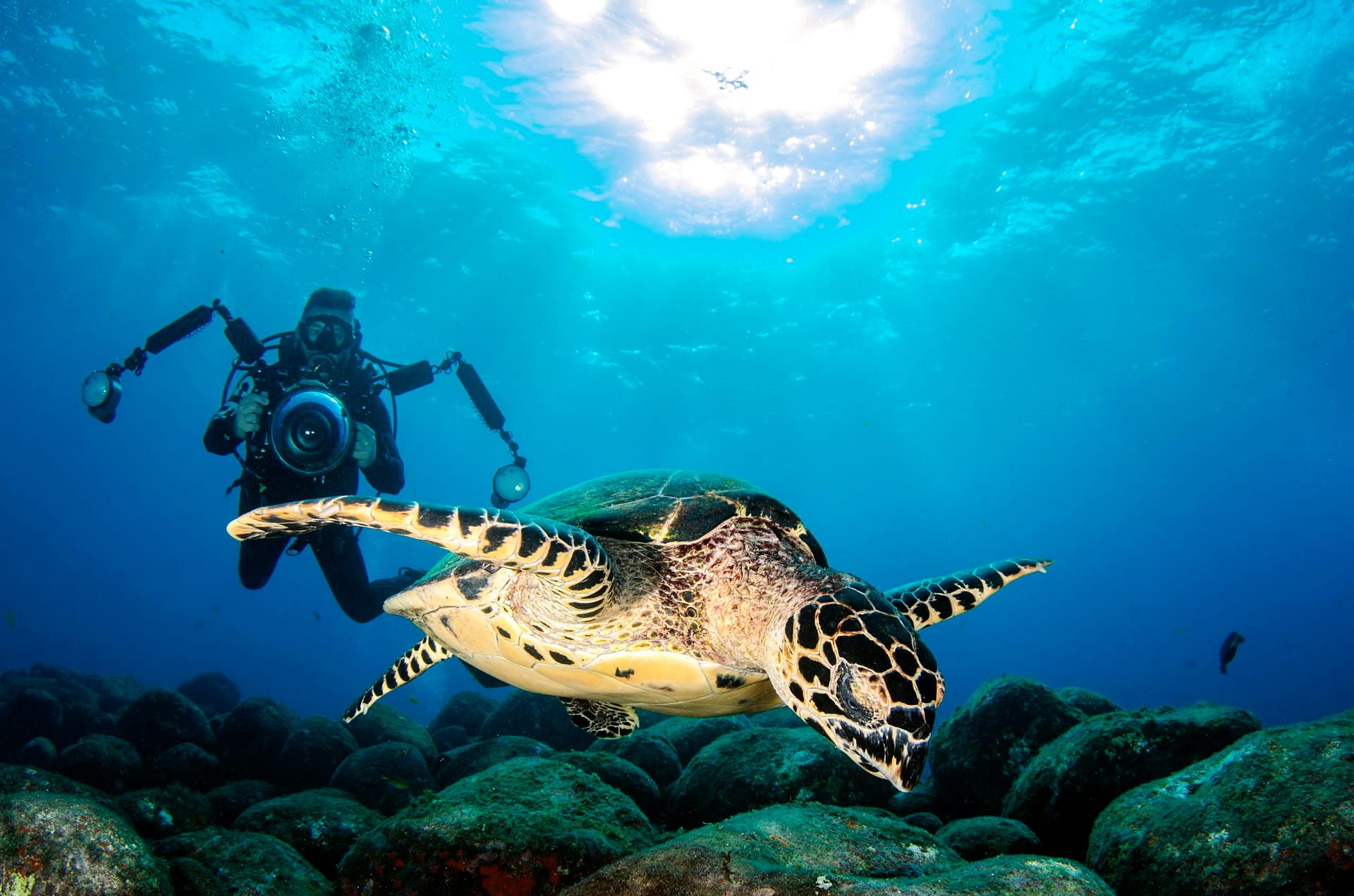 Underwater scene of a turtle swimming alongside a diver holding a camera.